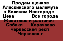 Продам щенков Аляскинского маламута в Великом Новгороде › Цена ­ 5 000 - Все города Животные и растения » Собаки   . Карачаево-Черкесская респ.,Черкесск г.